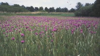 Blauwgrasland met paarse bloemen artikel