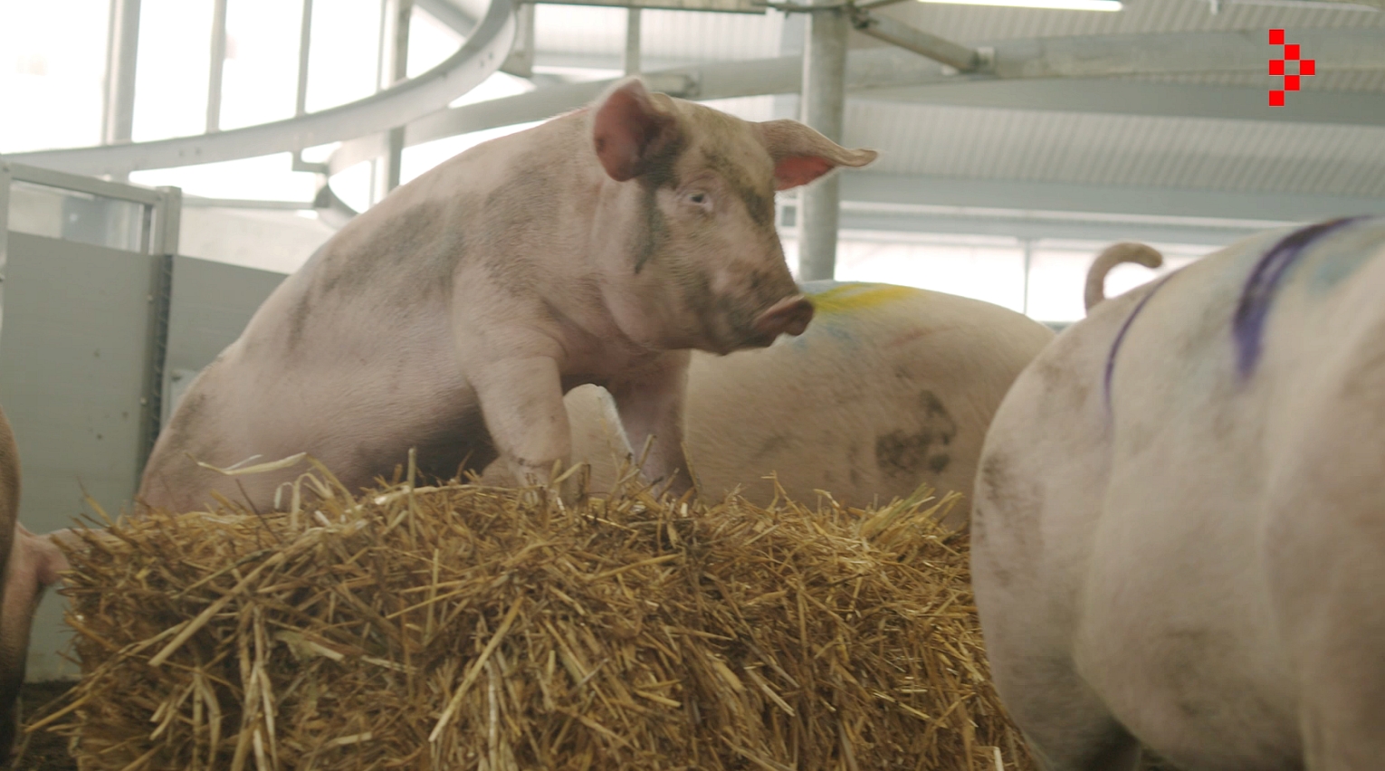 Het Familievarken wint Agrofoodpluim voor Familiestal