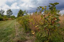 Foto ©Max Houwing - Voedselbos Waspik